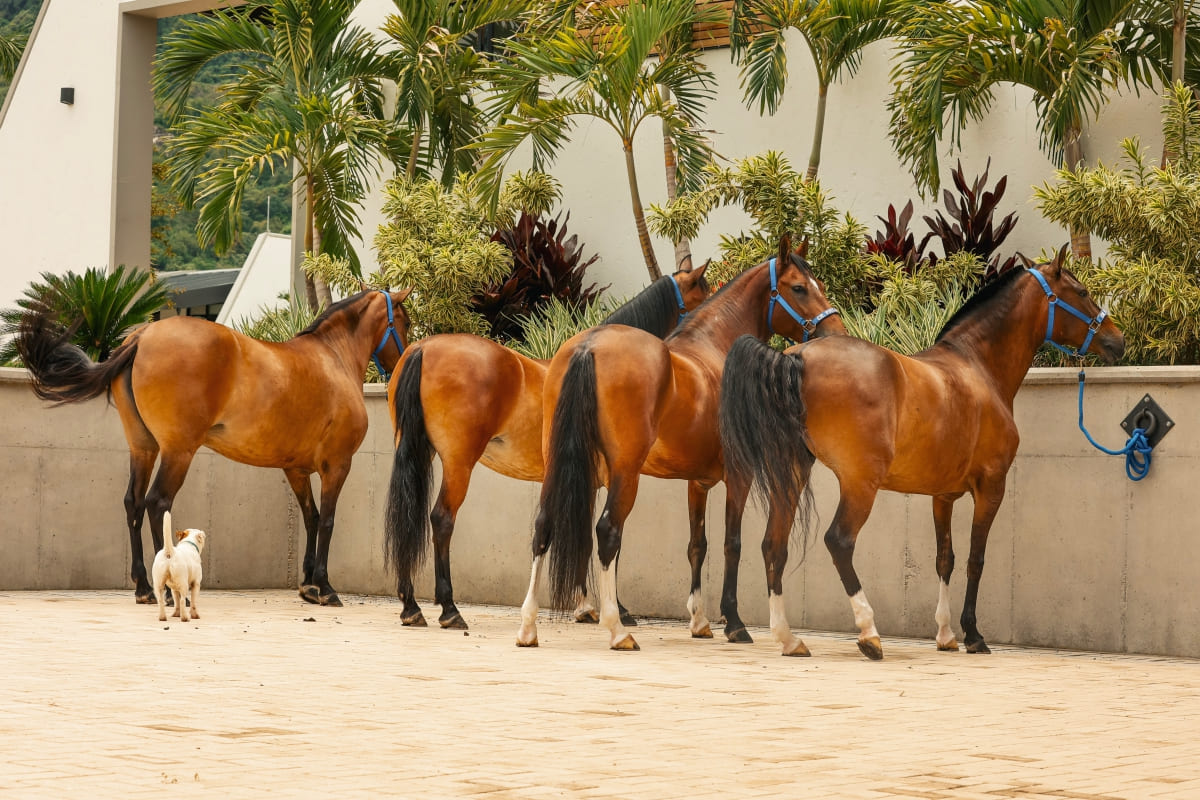 Avanza el proyecto de ley que declara como patrimonio genético la raza diagonales